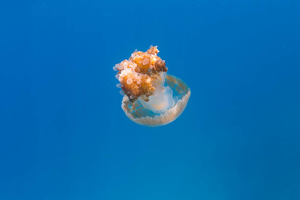 istock Mosaic jellyfish in Thailand 490560597