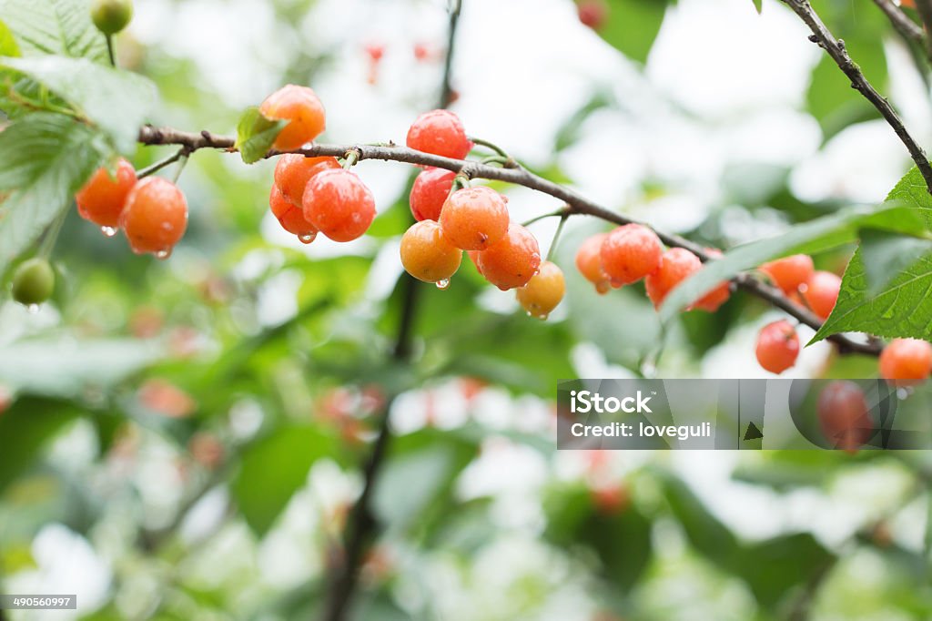 Red cherries on the tree Agriculture Stock Photo