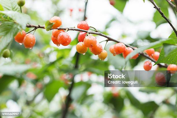 Red Cherries On The Tree Stock Photo - Download Image Now - Agriculture, Berry Fruit, Branch - Plant Part