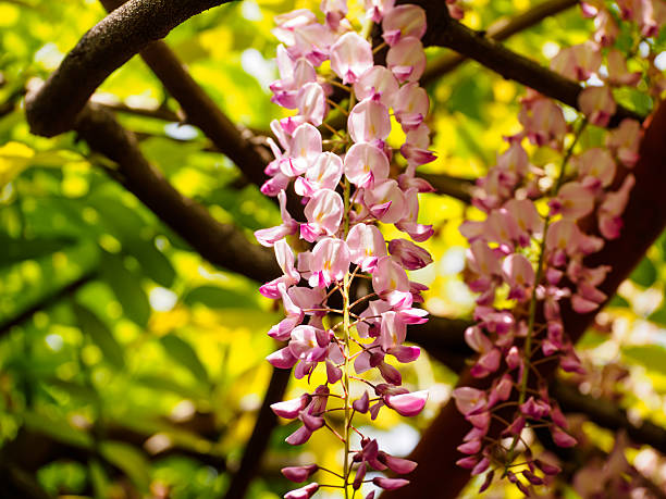 istock Spring flowers series, Wisteria trellis 490561017