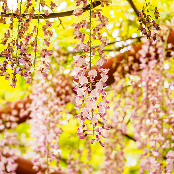 istock Spring flowers series, Wisteria trellis 490561249