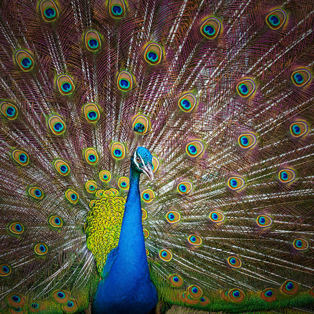 istock Portrait of beautiful peacock with feathers out 490575033