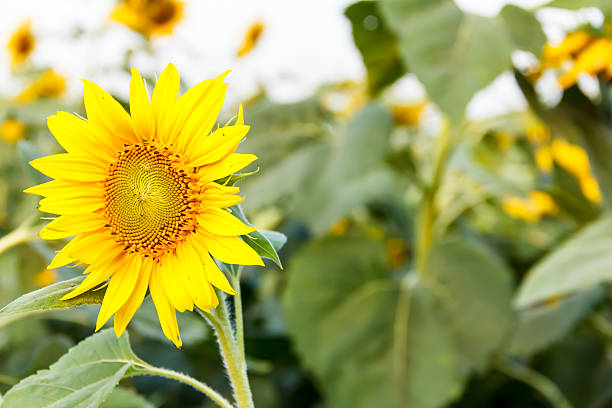 istock Close-up of sun flower 490575109