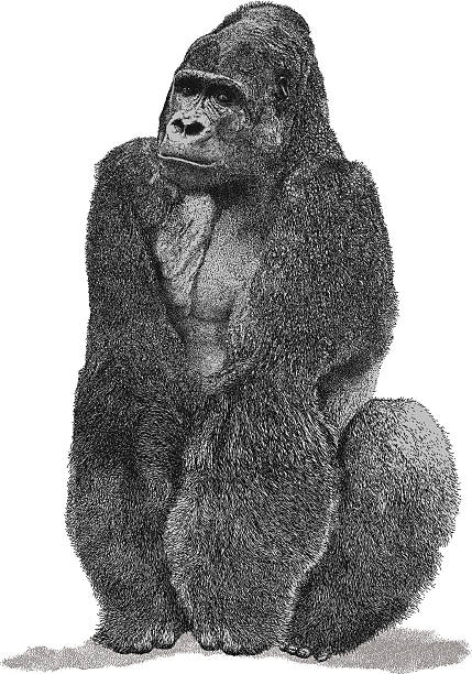 ilustraciones, imágenes clip art, dibujos animados e iconos de stock de gorila - gorila