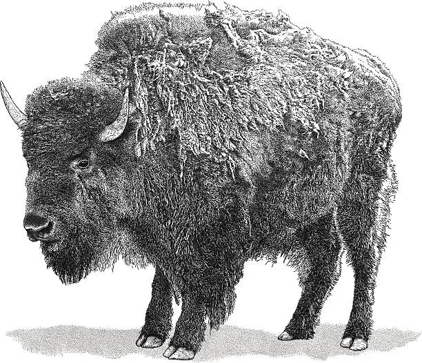 Vector illustration of Buffalo