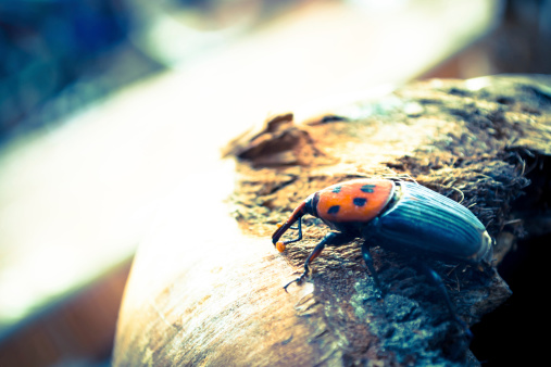 Red palm weevil orange on coconut.