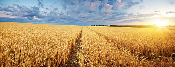 meadow de blé. - corn corn crop field stem photos et images de collection