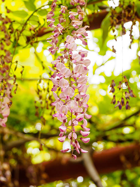 istock Spring flowers series, Wisteria trellis 490576975