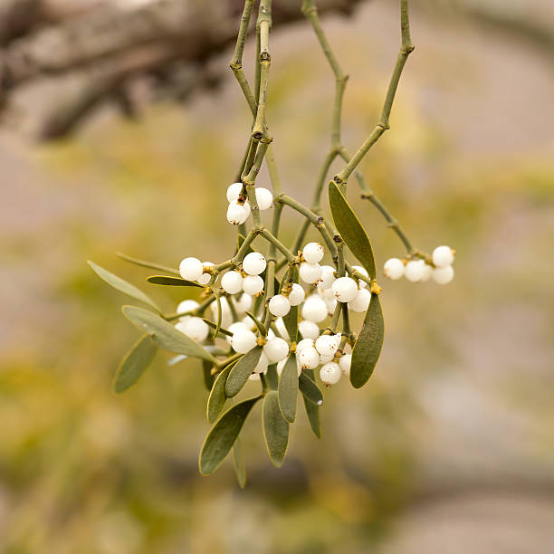 istock Mistletoe white berries - Viscum album 490577476
