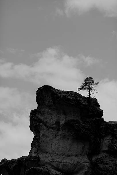istock tree on the top of the rock 490578056