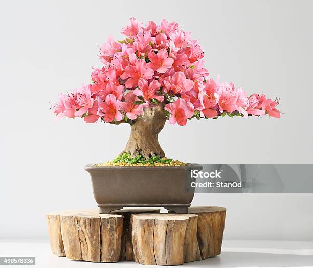 Photo libre de droit de Blooming Bonsaï Azalea banque d'images et plus d'images libres de droit de Bonsaï - Bonsaï, Azalée, Fleur - Flore