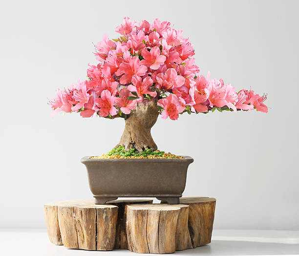 บอนไซอาซาเลียบาน - bonsai tree ภาพสต็อก ภาพถ่ายและรูปภาพปลอดค่าลิขสิทธิ์