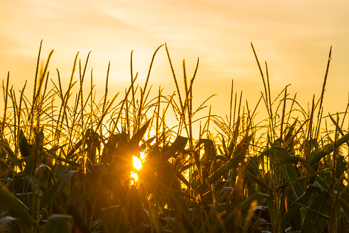 Corn growing on field at sunrise in autumn
