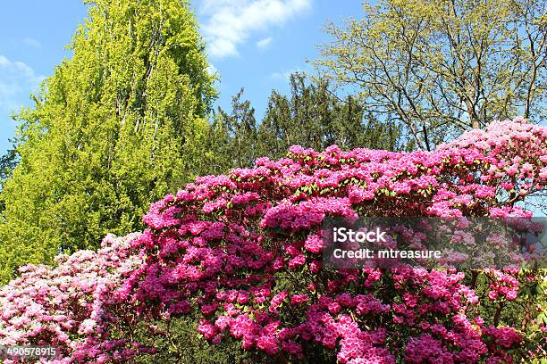 Pink Rhododendron Flowers In Garden With Birch And Beech Trees Stock Photo - Download Image Now