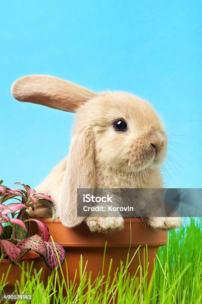 Baby Easter Bunny On Spring Green Grass Stock Photo - Download Image Now - Easter Bunny, Animal, Basket