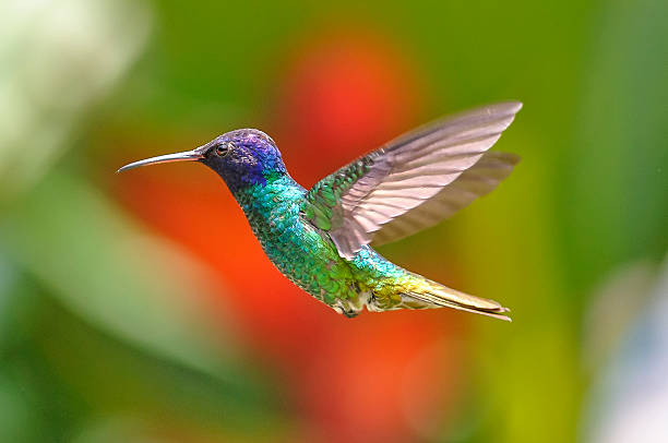 istock Golden-tailed Sapphire Hummingbird 490579225