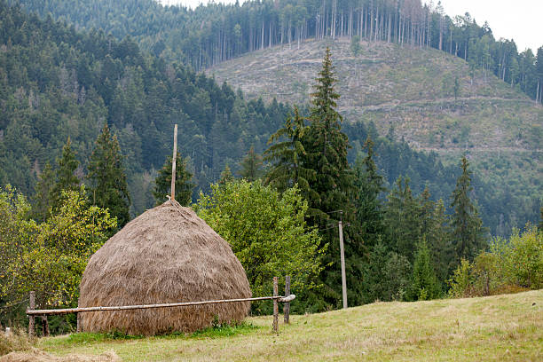 istock Stock of hay in Carpathian 490579988