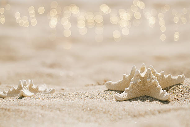 istock two starfish on sea ocean beach in Florida 490580959