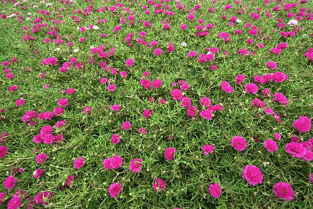 istock Sweet color Common Purslane flowers 490582076