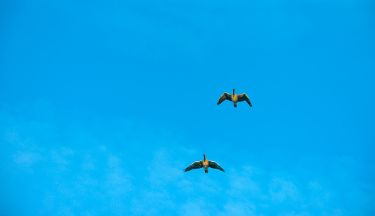 Geese flying in a blue sky in autumn