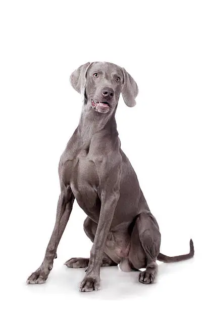 Funny Weimaraner Dog isolated on white background