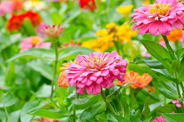istock zinnia flowers in the garden 490584284