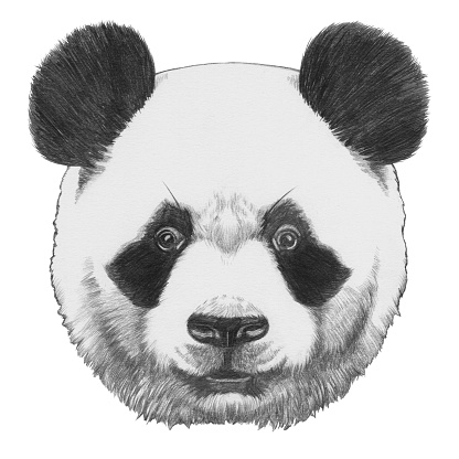 Original drawing of Panda. Isolated on white background.