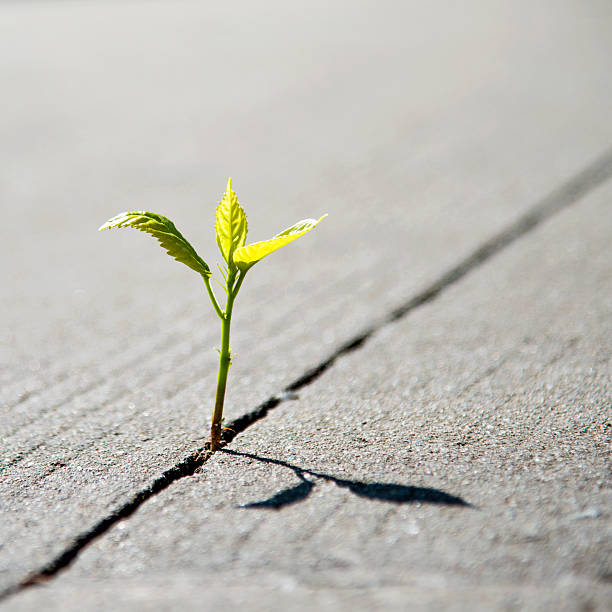 istock growing out of concrete 490585448