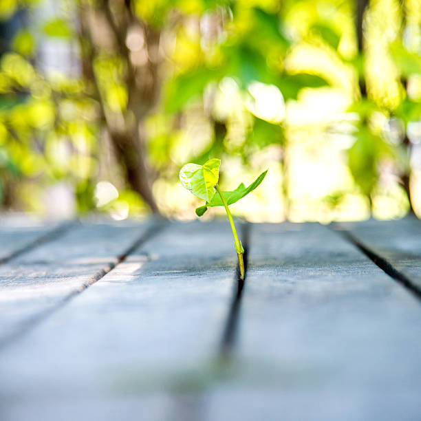 istock new life come from wood plan 490585974