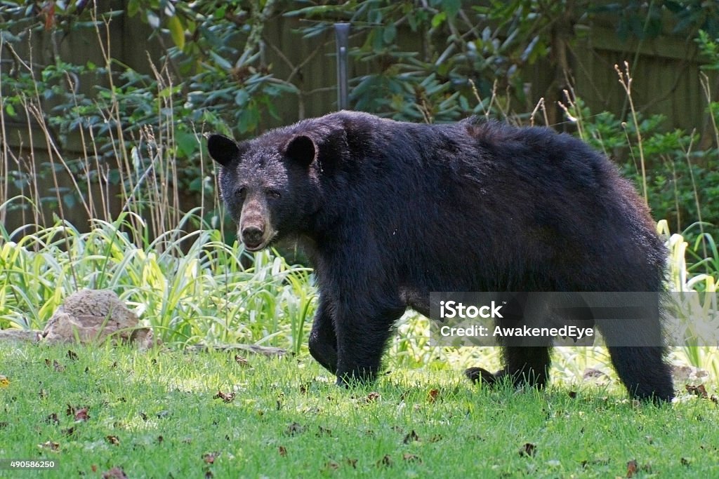 Lactating Female Black Bear A large, lactating, female black, bear warily crosses a neighborhood yard in summer Bear Stock Photo