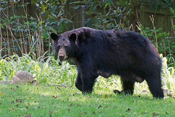 Lactating Female Black Bear stock photo