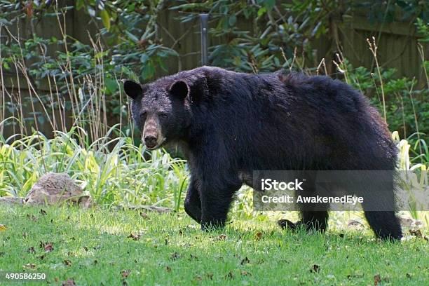 Lactating Female Black Bear Stock Photo - Download Image Now - Bear, Yard - Grounds, 2015