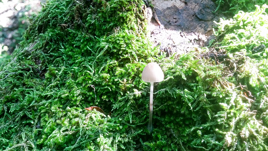 forest mushrooms