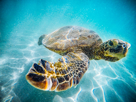 Underwater shot of a Hawaiian Sea Turtle