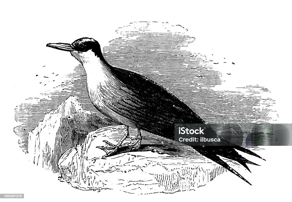 Antique illustration of common tern or sea swallow (Sterna hirundo) Antique illustration of the common tern (Sterna hirundo), a seabird belonging to the family Sternidae.  19th Century Style stock illustration