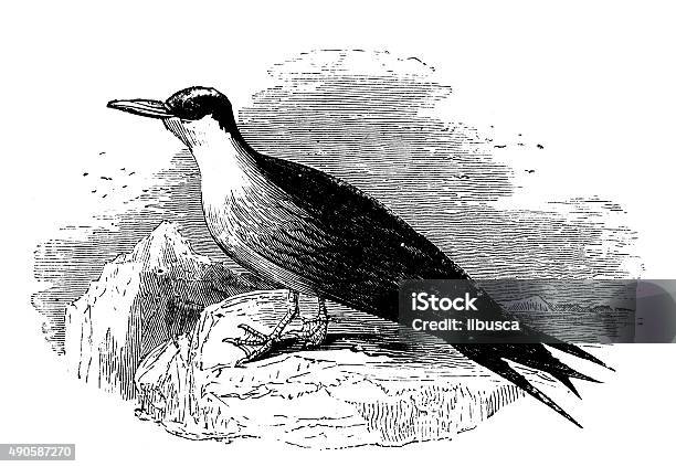 Antique Illustration Of Common Tern Or Sea Swallow Stock Illustration - Download Image Now