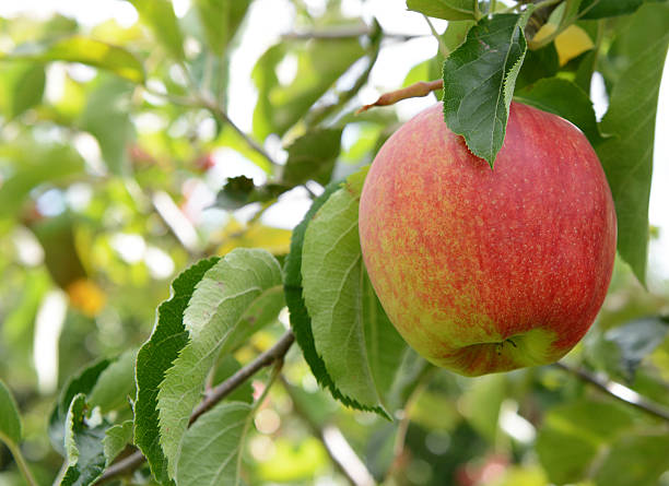 istock Rosy red apple ready for harvest 490588888