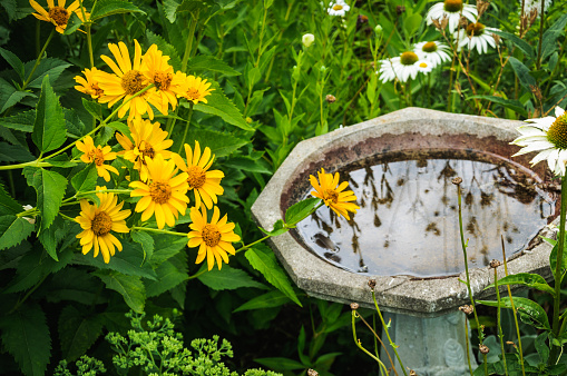 Yellow and white daisies are clustered around a stone birdbath reflecting other garden flowers.