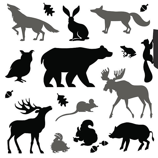 Animals Living In European Forest Stock Illustration - Download Image Now -  2015, Animal, Animal Body Part - iStock