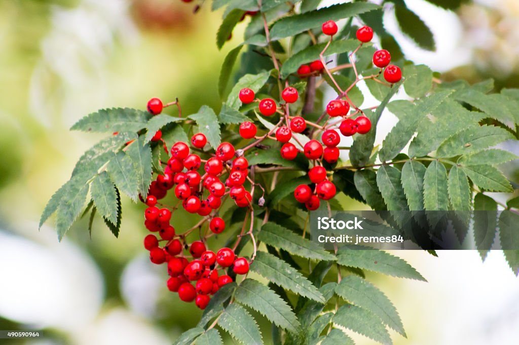 European Rowan European Rowan berries and leaves. 2015 Stock Photo