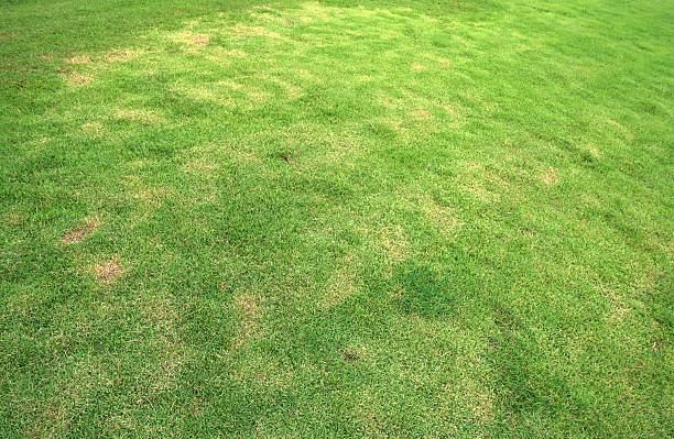istock green leaves of the grass in pasture. 490592282