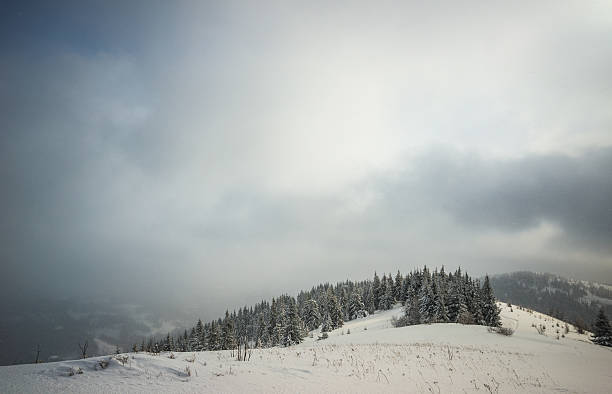istock Foggy winter fir in the mountains 490592520