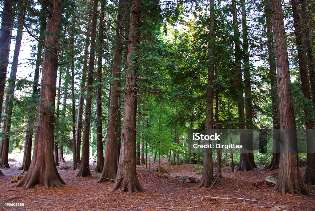 Thuja forest 2015 Stock Photo