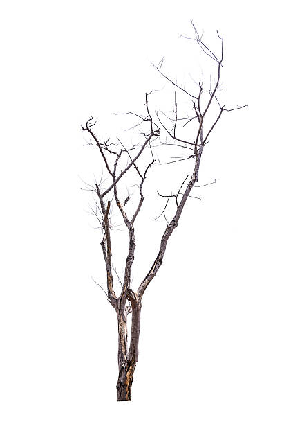 3,200+ Tree Large Loneliness Single Object Stock Photos, Pictures ...
