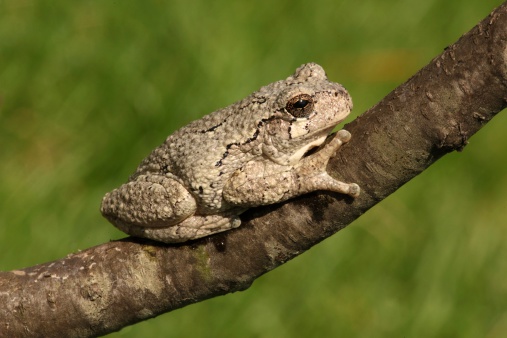 Gray Tree Frog (Hyla versicolor) on a tree with a green background