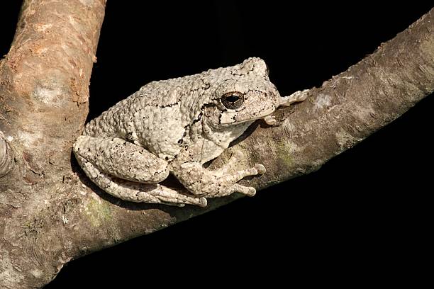 raganella grigia orientale (hyla versicolor) - raganella grigia orientale foto e immagini stock