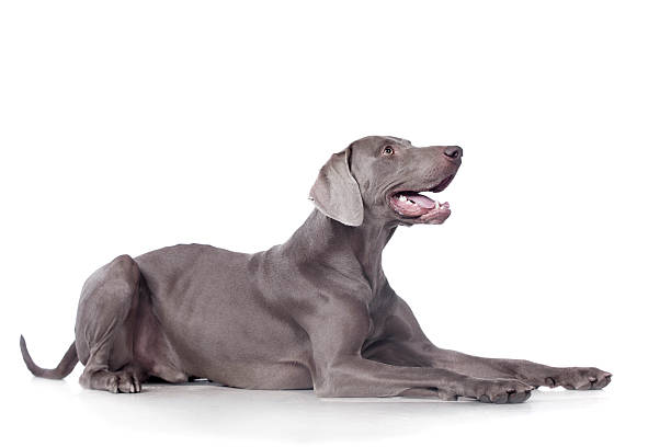 Weimaraner isolated on white Funny Weimaraner Dog isolated on white background weimaraner dog animal domestic animals stock pictures, royalty-free photos & images