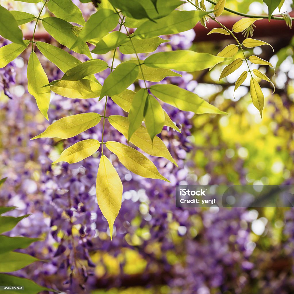 Spring flowers series, Wisteria trellis Spring flowers series,  Wisteria trellis, it is a genus of flowering plants in the pea family, Fabaceae April Stock Photo