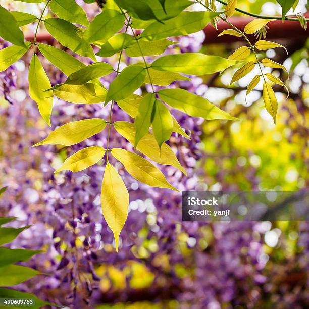 Spring Flowers Series Wisteria Trellis Stock Photo - Download Image Now - April, Asia, Backgrounds