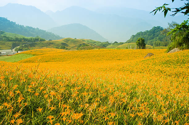istock Hill of daylily flowers 490609875